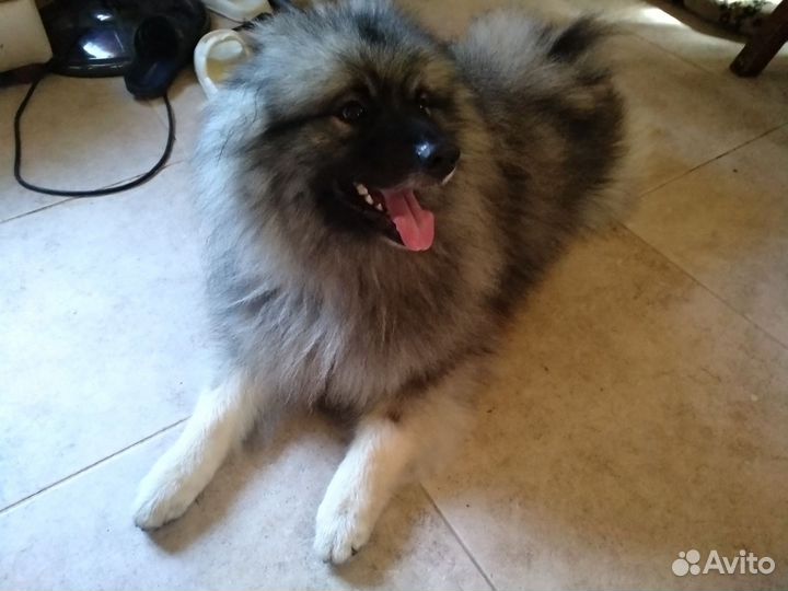 Передержка домашняя Адлер