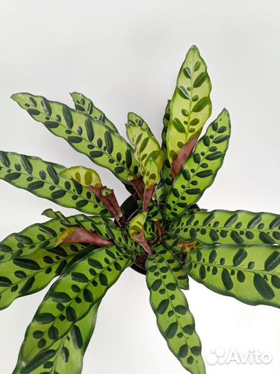 Калатея Лансифолия