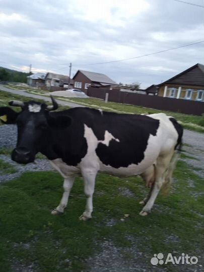 Продам корову