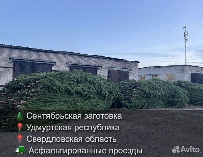 Елка сентябрьская рождественская опт