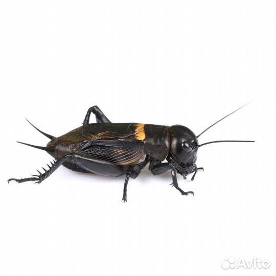 Живые К.О. Сверчки, тараканы, зоофобас, бражник