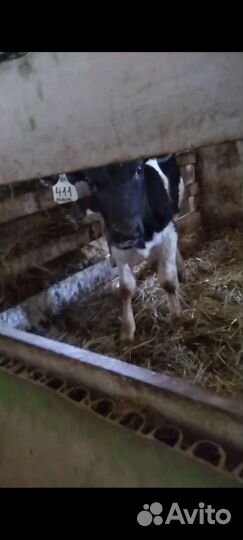 Бычки 1 мес