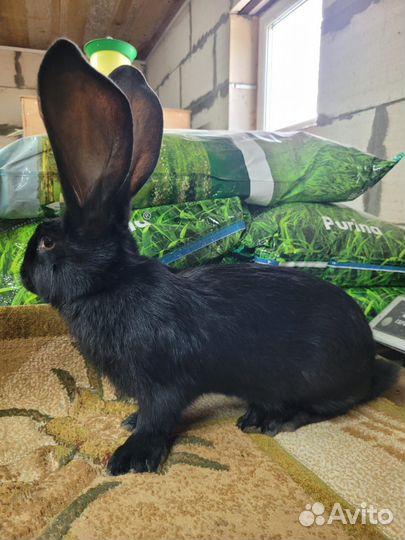 Ризен - фландер