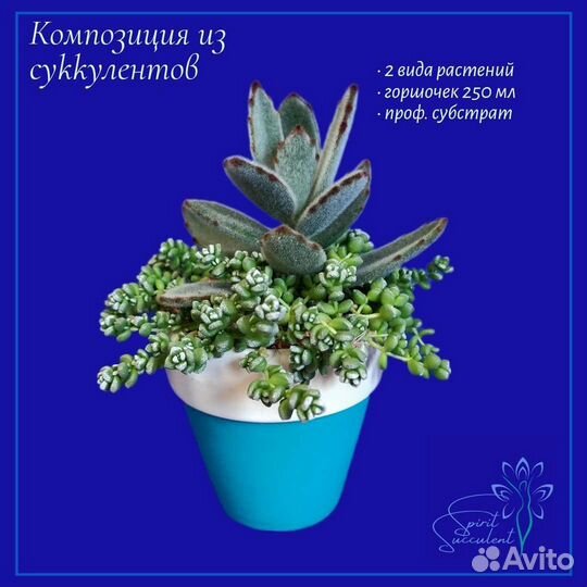 Садик из суккулентов композиция в керамике