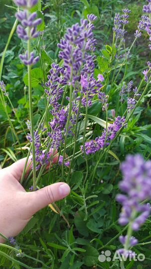Лаванда узколистая monsted
