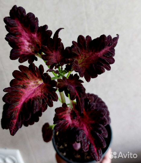 Колеус Блэк дракон