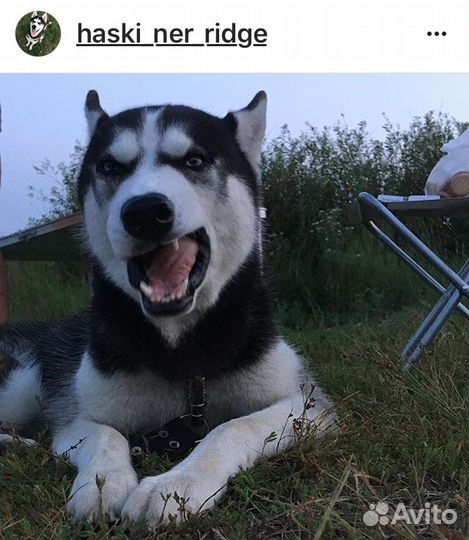 Хаски для вязки