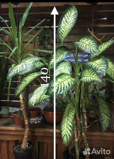 Диффенбахия пятнистая(Dieffenbachia seguine)