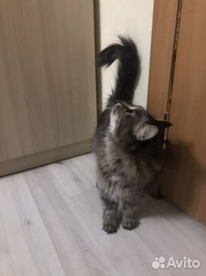 Кошка милашка