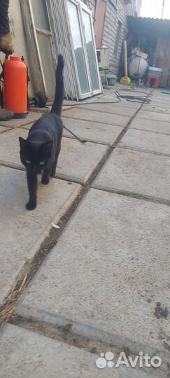 Кошка в дар