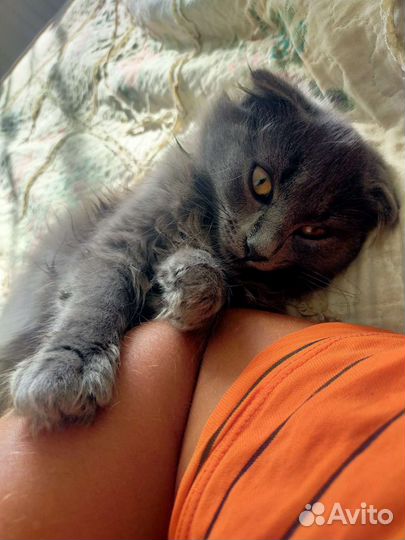 Котёнок в дар