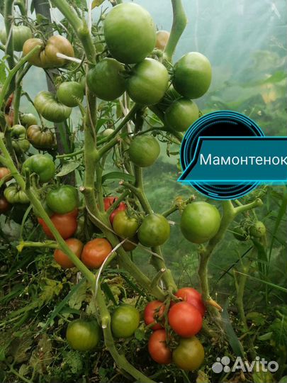 Семена сортовых урожайный томатов