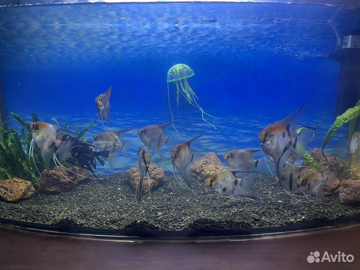 Аквариум
