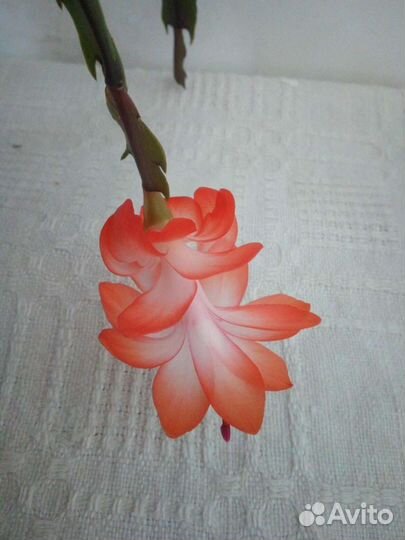 Декабрист шлюмбергера