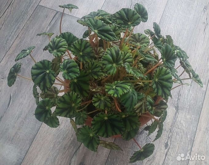 Комнатное растение - королевская бегония