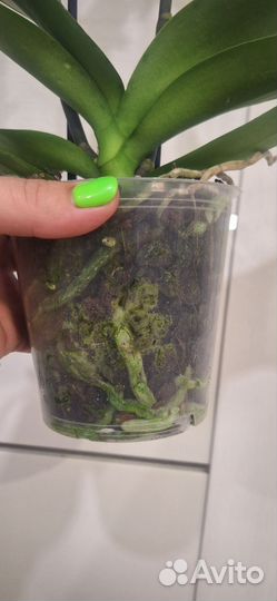 Орхидея Фаленопсис Биг Лип Калиста