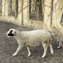 Бараны дорпер