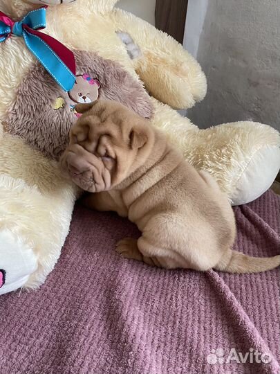 Щенки шарпей