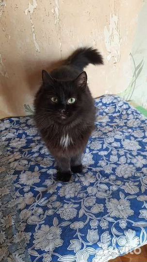 Кошка стерилизованная