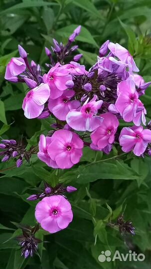 Флоксы, ирисы, вейгела многолетники