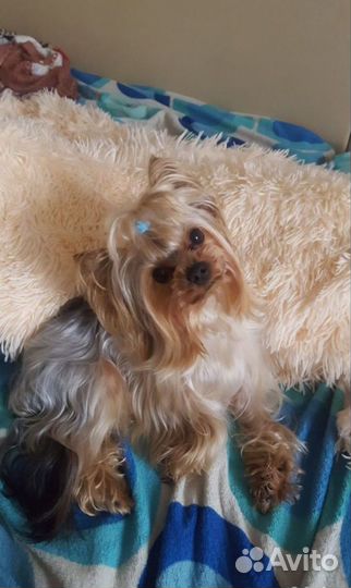 Йоркширский терьер щенки