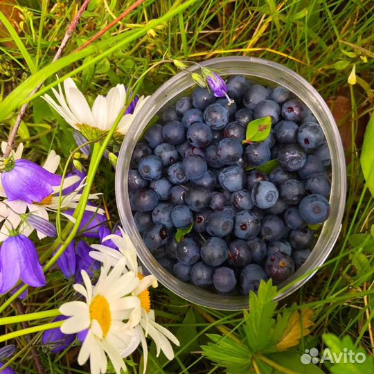 Ягоды черника