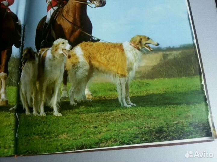 Ветер в гриве 1975г