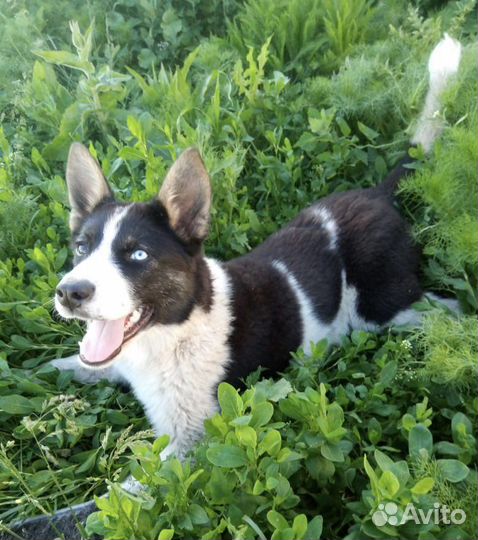 Собака в добрые руки