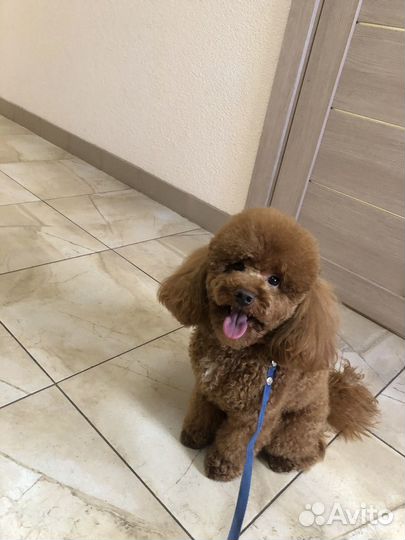 Малый пудель вязка