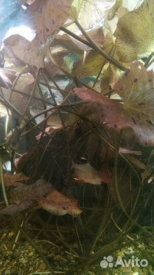 Нимфея тигровая (кувшинка) аквариумная