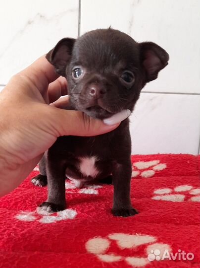 Чихуахуа мальчики