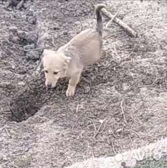 Щеночек 5 месяцев, мальчик