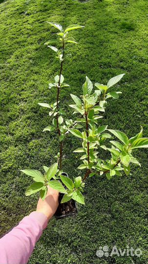 Дерен сибирика