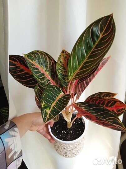 Аглаонема Гордость суматры (комнатный цветок)