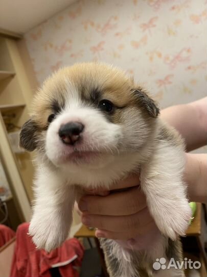 Щенки корги