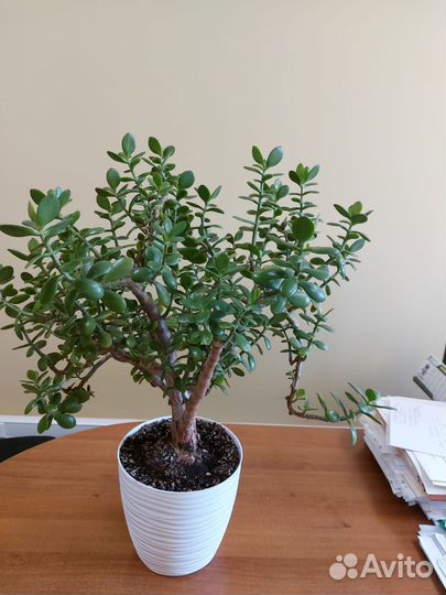 Денежное дерево или Толстянка