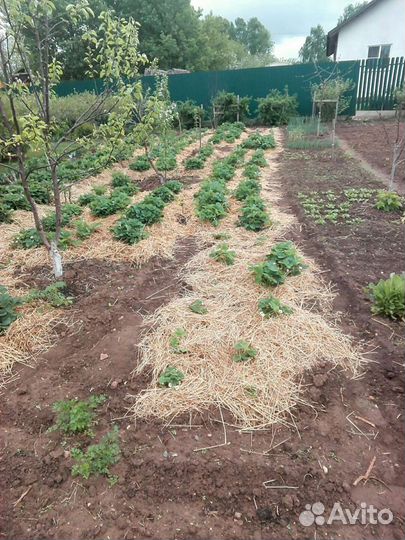 Сено луговое и Солома для подстилки животных