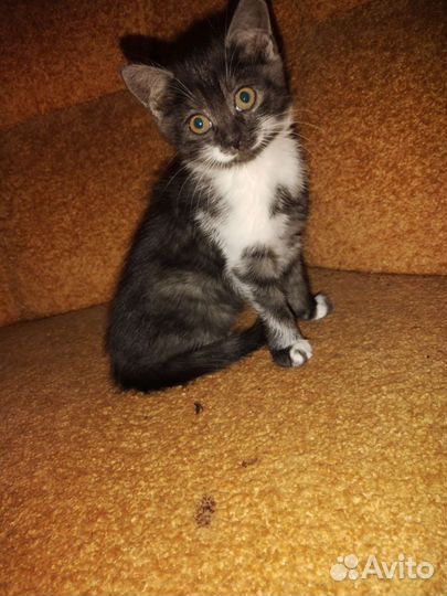 Котята в добрые руки бесплатно