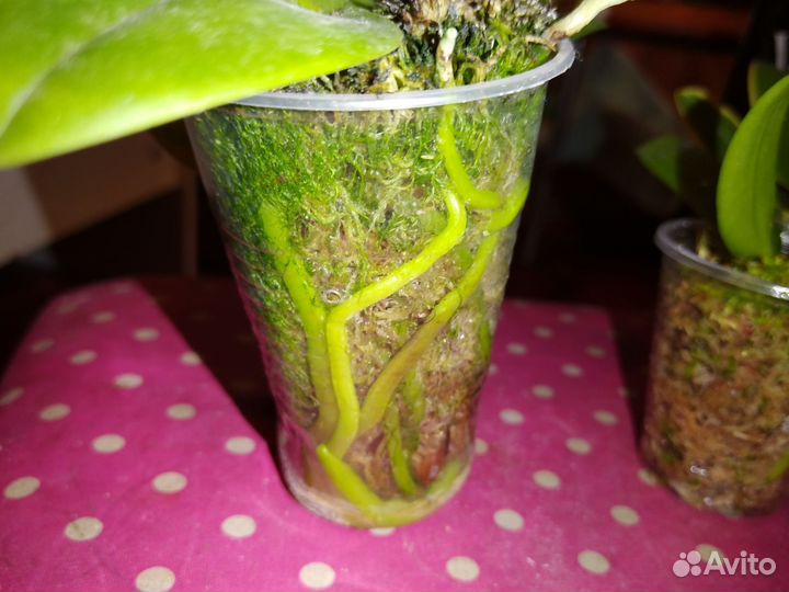 Орхидея фаленопсис