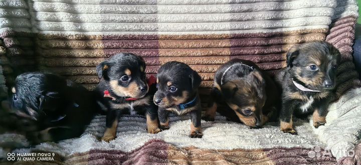 Щенки таксы