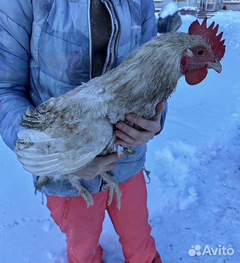 Петухи обмен, продажа