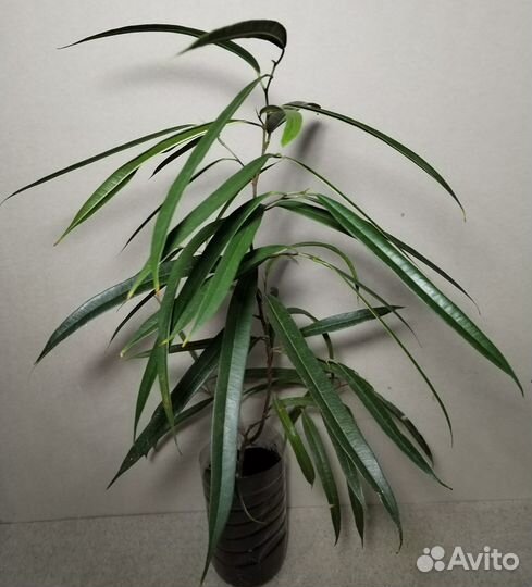 Фикус биннендийка Али, Амстел Голд, Грин Голд