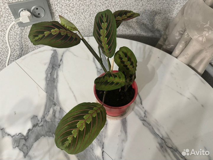 Комнатные растения Maрантa Фaсцинатор триколор