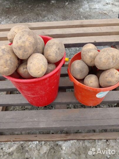 Продам картофель