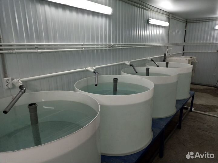 Узв на 3 тонны осетра в год