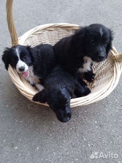 Щенки русского спаниеля