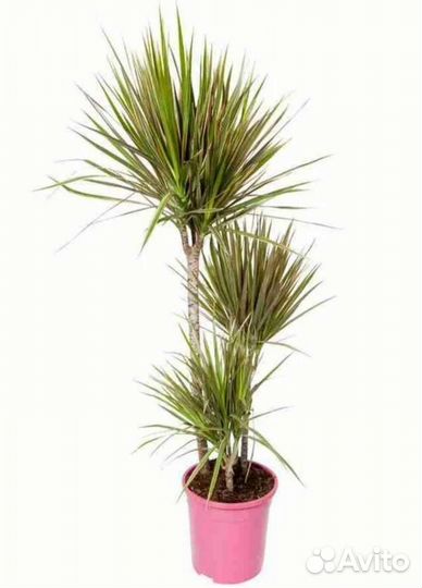 Драцена Маргината Биколор / Marginata Bicolor