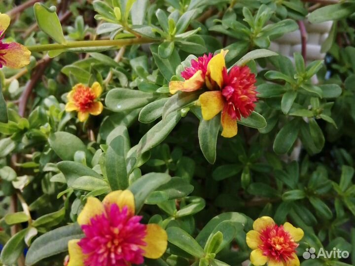 Портулак вегетативный. Махровый ампельный