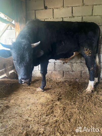 Коровы и бык