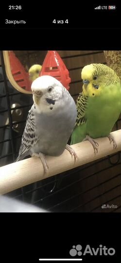 Волнистый попугай